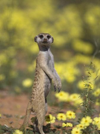 Meerkat, Among Devil's Thorn Flowers, Kgalagadi Transfrontier Park, Northern Cape, South Africa