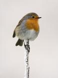 Robin on Frosty Twig in Winter, Northumberland, England, United Kingdom-Toon Ann & Steve-Photographic Print