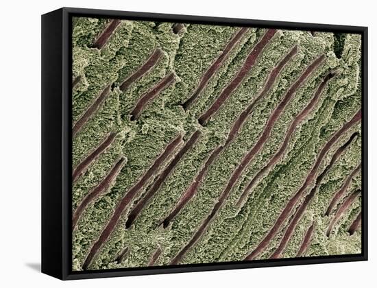 Tooth Dentine, SEM-Steve Gschmeissner-Framed Stretched Canvas