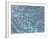 Tooth Dentine, SEM-Steve Gschmeissner-Framed Photographic Print