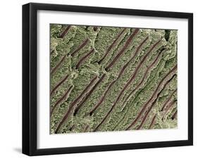 Tooth Dentine, SEM-Steve Gschmeissner-Framed Photographic Print