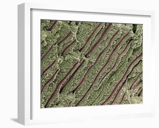 Tooth Dentine, SEM-Steve Gschmeissner-Framed Photographic Print