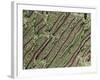 Tooth Dentine, SEM-Steve Gschmeissner-Framed Photographic Print