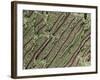 Tooth Dentine, SEM-Steve Gschmeissner-Framed Photographic Print