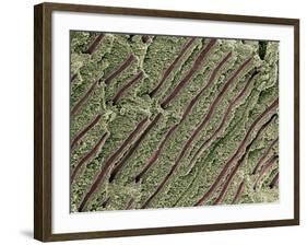 Tooth Dentine, SEM-Steve Gschmeissner-Framed Photographic Print