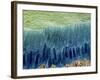 Tooth Enamel Formation, SEM-Steve Gschmeissner-Framed Photographic Print