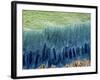 Tooth Enamel Formation, SEM-Steve Gschmeissner-Framed Photographic Print