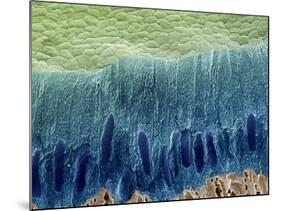 Tooth Enamel Formation, SEM-Steve Gschmeissner-Mounted Photographic Print