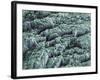 Tooth Enamel, SEM-Steve Gschmeissner-Framed Photographic Print