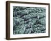 Tooth Enamel, SEM-Steve Gschmeissner-Framed Photographic Print