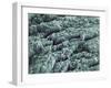 Tooth Enamel, SEM-Steve Gschmeissner-Framed Photographic Print