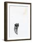 Tooth {Fay-Erie Dust}, 2014-Bella Larsson-Framed Giclee Print