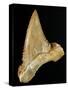 Tooth from Great White Shark-Walter Geiersperger-Stretched Canvas