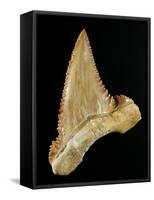 Tooth from Great White Shark-Walter Geiersperger-Framed Stretched Canvas