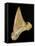 Tooth from Great White Shark-Walter Geiersperger-Framed Stretched Canvas