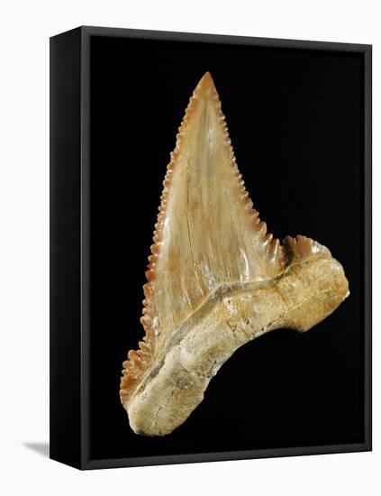 Tooth from Great White Shark-Walter Geiersperger-Framed Stretched Canvas