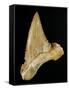 Tooth from Great White Shark-Walter Geiersperger-Framed Stretched Canvas