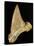 Tooth from Great White Shark-Walter Geiersperger-Stretched Canvas