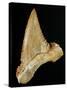 Tooth from Great White Shark-Walter Geiersperger-Stretched Canvas