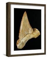 Tooth from Great White Shark-Walter Geiersperger-Framed Photographic Print