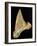 Tooth from Great White Shark-Walter Geiersperger-Framed Photographic Print