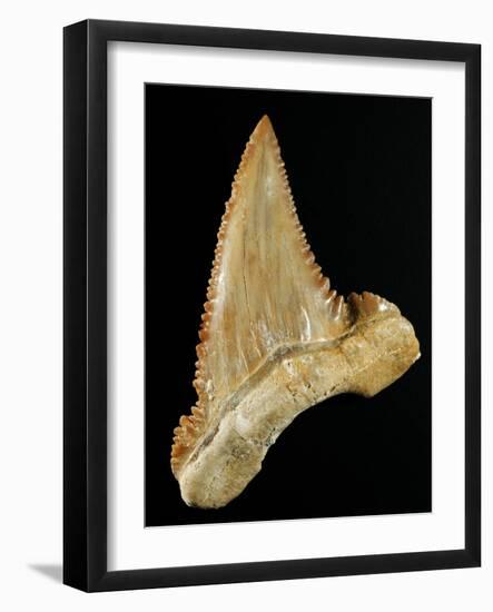 Tooth from Great White Shark-Walter Geiersperger-Framed Photographic Print