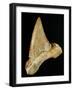 Tooth from Great White Shark-Walter Geiersperger-Framed Photographic Print