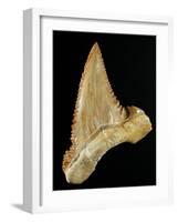 Tooth from Great White Shark-Walter Geiersperger-Framed Photographic Print