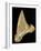 Tooth from Great White Shark-Walter Geiersperger-Framed Photographic Print