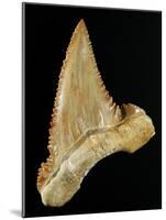 Tooth from Great White Shark-Walter Geiersperger-Mounted Photographic Print