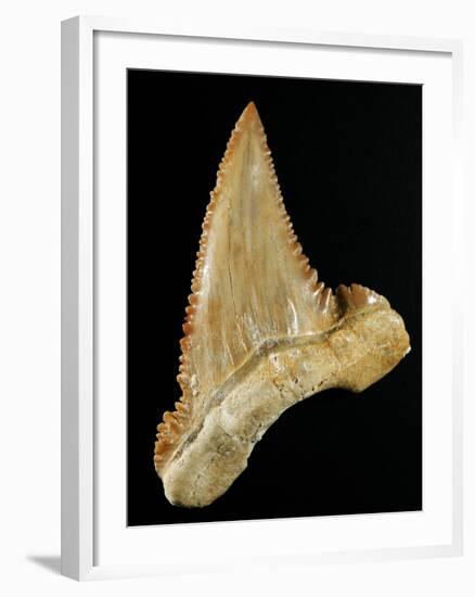 Tooth from Great White Shark-Walter Geiersperger-Framed Photographic Print