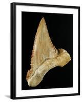 Tooth from Great White Shark-Walter Geiersperger-Framed Photographic Print