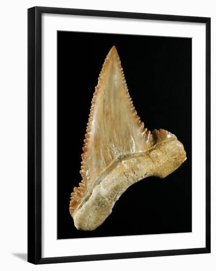 Tooth from Great White Shark-Walter Geiersperger-Framed Photographic Print