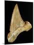 Tooth from Great White Shark-Walter Geiersperger-Mounted Photographic Print