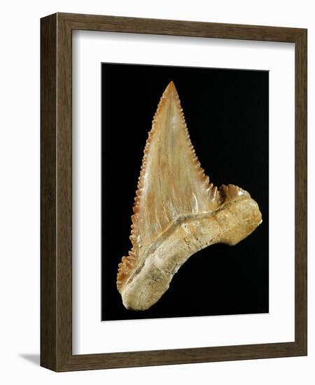 Tooth from Great White Shark-Walter Geiersperger-Framed Photographic Print