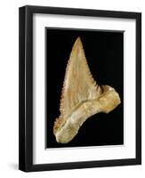 Tooth from Great White Shark-Walter Geiersperger-Framed Photographic Print