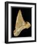 Tooth from Great White Shark-Walter Geiersperger-Framed Photographic Print