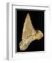 Tooth from Great White Shark-Walter Geiersperger-Framed Photographic Print