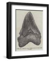 Tooth of a Gigantic Fossil Shark Found on the Coast of Malta-null-Framed Giclee Print