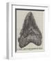 Tooth of a Gigantic Fossil Shark Found on the Coast of Malta-null-Framed Giclee Print