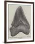 Tooth of a Gigantic Fossil Shark Found on the Coast of Malta-null-Framed Giclee Print