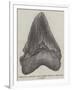 Tooth of a Gigantic Fossil Shark Found on the Coast of Malta-null-Framed Giclee Print