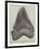 Tooth of a Gigantic Fossil Shark Found on the Coast of Malta-null-Framed Giclee Print