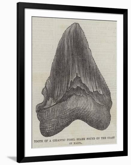 Tooth of a Gigantic Fossil Shark Found on the Coast of Malta-null-Framed Giclee Print