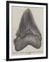 Tooth of a Gigantic Fossil Shark Found on the Coast of Malta-null-Framed Giclee Print