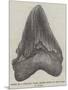 Tooth of a Gigantic Fossil Shark Found on the Coast of Malta-null-Mounted Giclee Print