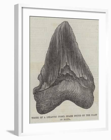 Tooth of a Gigantic Fossil Shark Found on the Coast of Malta-null-Framed Giclee Print