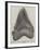 Tooth of a Gigantic Fossil Shark Found on the Coast of Malta-null-Framed Giclee Print