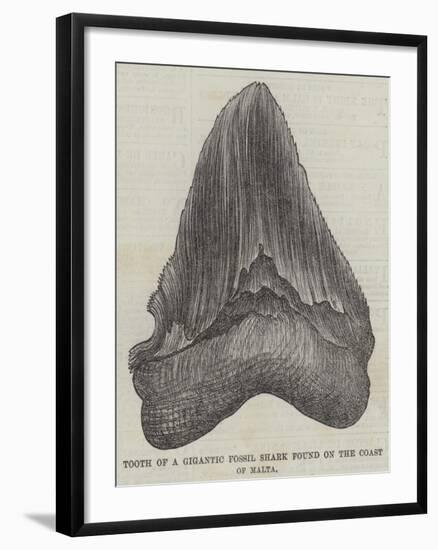 Tooth of a Gigantic Fossil Shark Found on the Coast of Malta-null-Framed Giclee Print