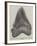 Tooth of a Gigantic Fossil Shark Found on the Coast of Malta-null-Framed Giclee Print